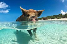 Nassau 3 islands Pigs Turtles Snorkel Beach Club with lunch