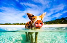 Nassau 3 islands Pigs Turtles Snorkel Beach Club with lunch