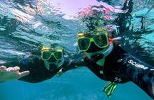 Privately Guided Snorkelling the African Sea Forest, Simonstown
