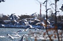 Maid of the Mist Walking History Tour & Boat Ride. 