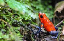Private Nigth Walk Immerse In The Rainforest