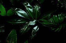 Private Nigth Walk Immerse In The Rainforest