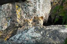 Yala National Park Safari Tours - Half Day & Full Day