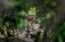 Yala National Park Safari Tours - Half Day & Full Day