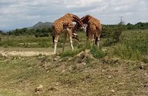 Giraffe Centre visit Nairobi