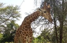 Giraffe Centre visit Nairobi