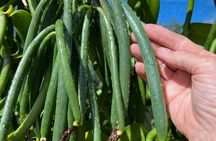 Maui Vanilla Farm Private Tour 