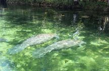 Kings Bay Wildlife Eco Tours (Manatee Season!)