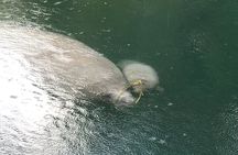Kings Bay Wildlife Eco Tours (Manatee Season!)
