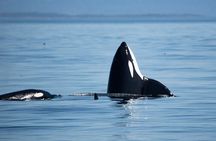 Private Zodiac Whale Watching Tour from Victoria