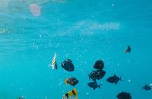 Cozumel: Private Snorkel Experience at Skyreef Beach Club