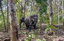 Yok Don Elephant Sanctuary, Rescue Center and Don Village