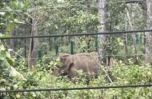 Yok Don Elephant Sanctuary, Rescue Center and Don Village