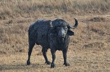 Safari 3days From Zanzibar To Mikumi National Park by ferry