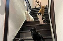 Private Tea Ceremony at Kyoto Cat Sanctuary – Ethical Retreat