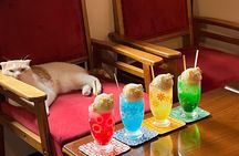 Kyoto: Private Ethical Cat Sanctuary & Tea Ceremony