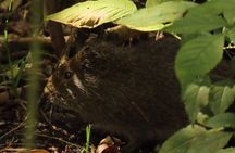 Bird watching in Bogota wetlands with Bakata Bird