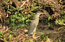 Bird watching in Bogota wetlands with Bakata Bird