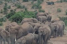 Great safari thru Addo Elephant National Park