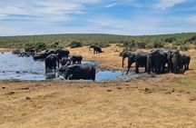 Great safari thru Addo Elephant National Park