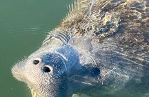 Crystal River: Kings Bay Eco/Sunset Tour