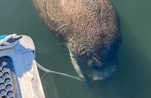 Crystal River: Kings Bay Eco/Sunset Tour