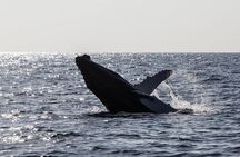 Oahu Whale Watching Catamaran Sail Experience
