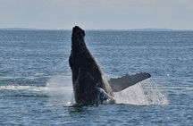 Oahu Whale Watching Catamaran Sail Experience