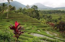 Ubud Essentials: Temples, Rice Terraces & Jungle Waterfalls
