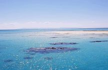 Ras Mohamed and White Island Snorkel Swim Tour