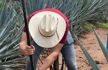 The Premium Tequila route