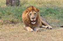5 Day Mid Range Balloon Safari Tarangire, Ngorongoro & Serengeti