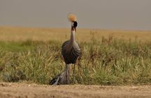 5 Days Safari Tarangire,Ngorongoro and Serengeti Royal Experience