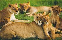 2 Nights 3 days Amboseli National park with 4*4 vehicle