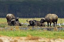 Half Day Tour To Lake Nakuru National Park Private From Nakuru