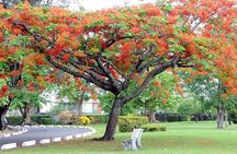 Ultimate Dominica Escape Tour Nature Waterfalls and Spa