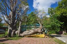 Roseau Dominica Safari Scenic: Rainforest, Falls & Karaoke