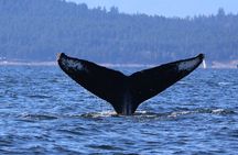 Winter Eco Tours on the Salish Sea Wildlife Adventures