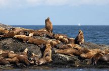 Winter Eco Tours on the Salish Sea Wildlife Adventures