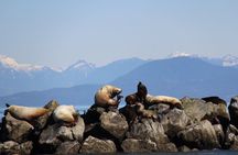Winter Eco Tours on the Salish Sea Wildlife Adventures