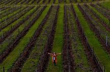 From Sydney: Hunter Valley Small Group All Included Tasting +Roos