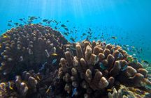 Cairns Great Barrier Reef Snorkel and Flight Adventure