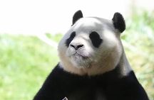 Chengdu Panda Base: 100% English-Guided Small Group (Max 12) 