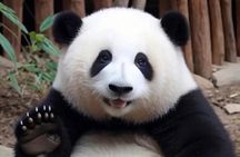Chengdu Panda Base: 100% English-Guided Small Group (Max 12) 