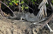 Kuching Mangrove Wildlife and Fireflies (Private Tour)