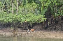 Kuching Mangrove Wildlife and Fireflies (Private Tour)