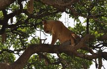 5 Day Mid Range Balloon Safari Tarangire, Ngorongoro & Serengeti