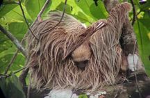 Rain Forest, Toucan and Sloths Tour in Panama