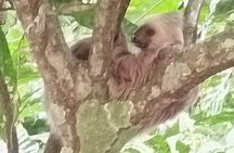 Rain Forest, Toucan and Sloths Tour in Panama