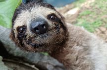 Rain Forest, Toucan and Sloths Tour in Panama